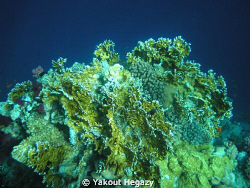 Fair coral 2 by Yakout Hegazy 